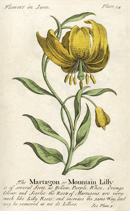 Martagon or Mountain Lily 1747 The Compleat Florist