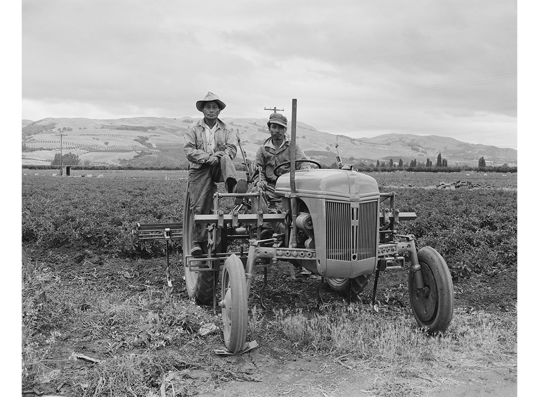 Farmworker Cirilo Alvarado, Ricardo Alvarado’s Older Brother, Drives a Tractor 