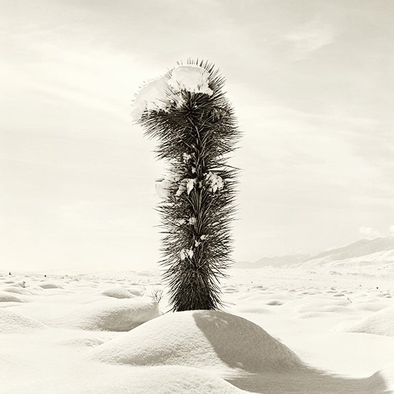 Yucca with Snow, Nevada 2001