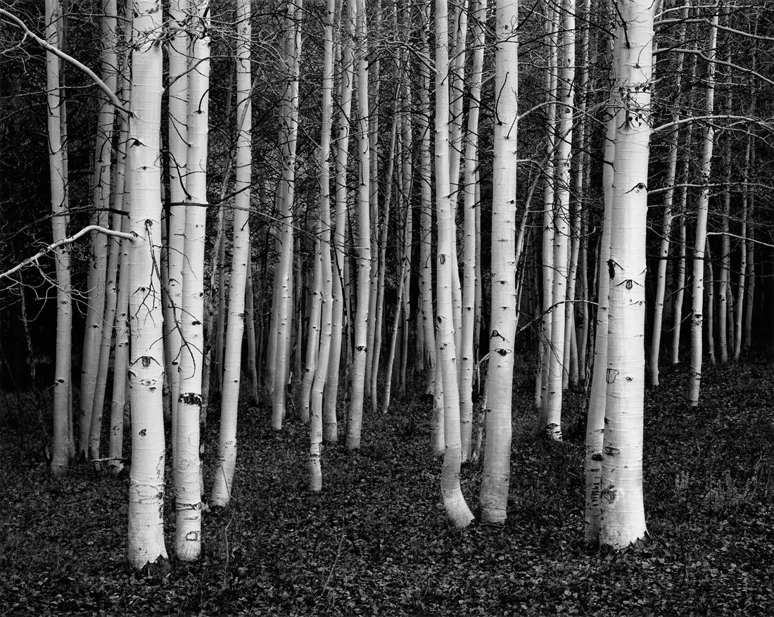 Aspen, Dusk, Conway Summit, California  1978