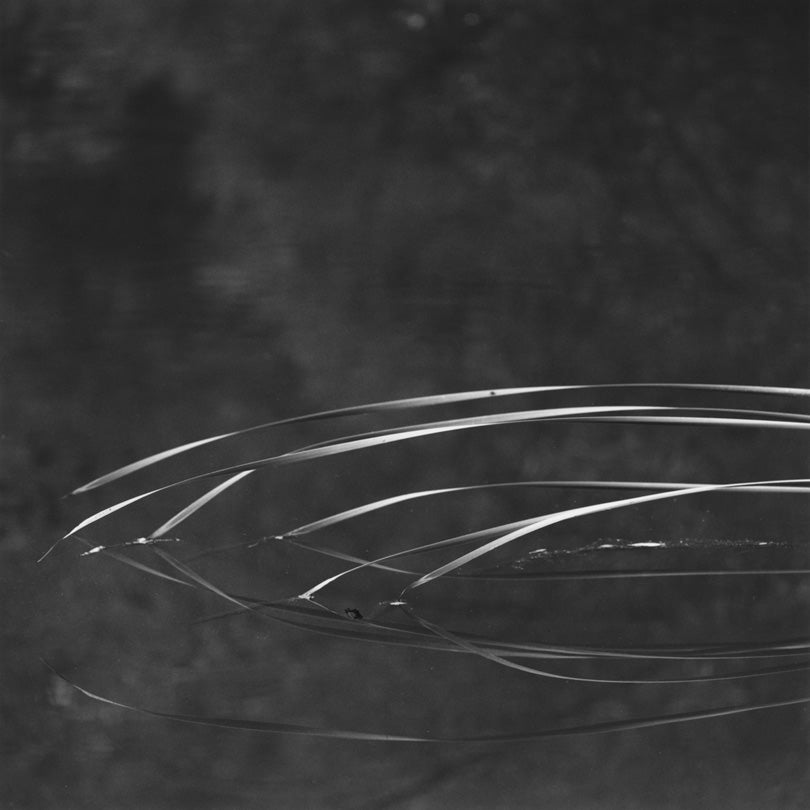 Cattail Ballet, Jasper Ridge Biological Preserve, Portola Valley, California  2010