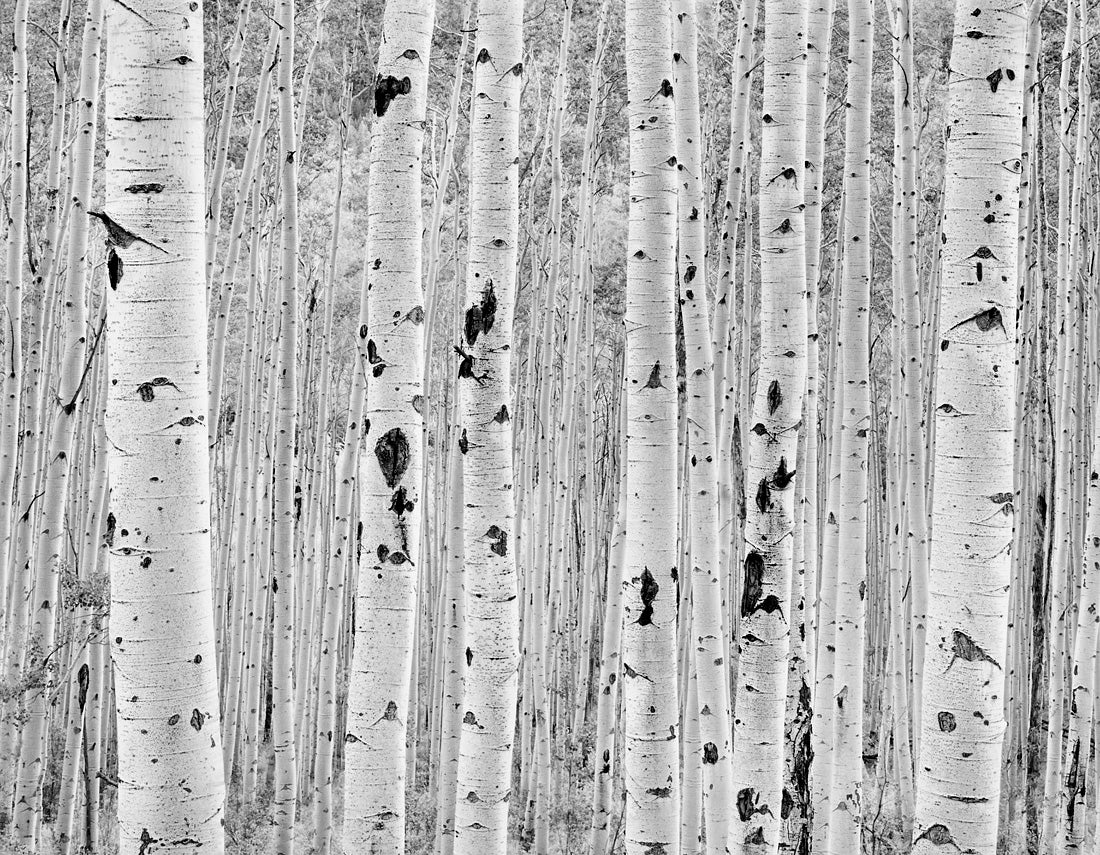 Aspen, Quiet Light, Near Aspen, Colorado  1989