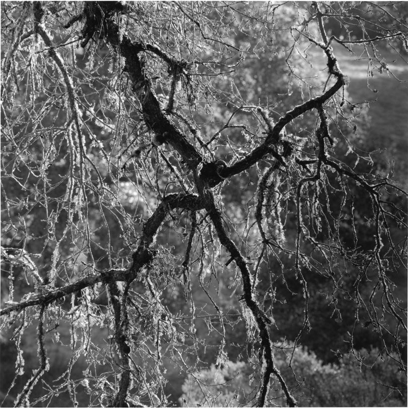 Host, Jasper Ridge Biological Preserve, Portola Valley, California  2011