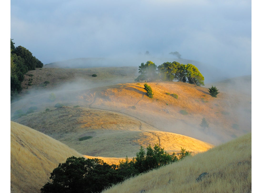 Mount Tamalpais Foothill, Marin County, California  2010