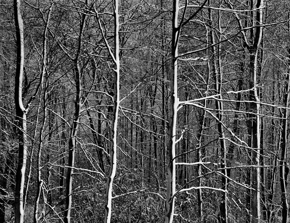 Beech Forest, Blown Snow, Langesø, Denmark  1993