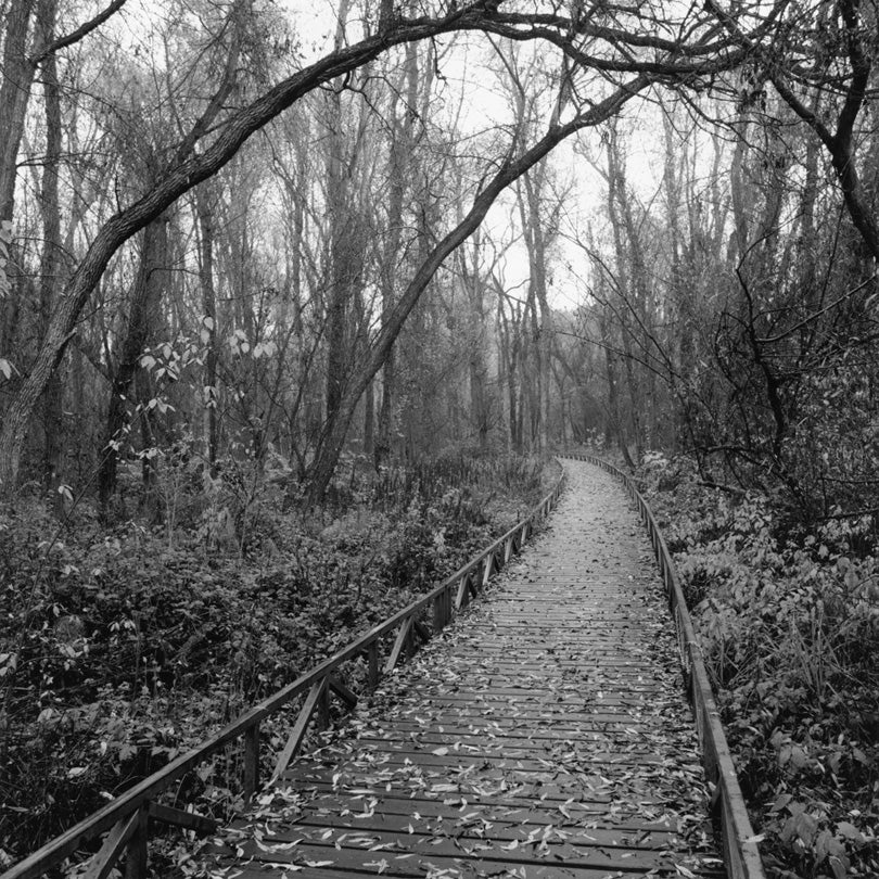 Leonard’s Bridge, Jasper Ridge Biological Preserve, Portola Valley, California  2012