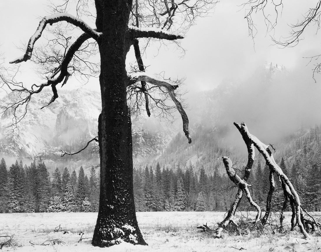 Black Oak, Fallen Branches, Yosemite Valley, California  1984