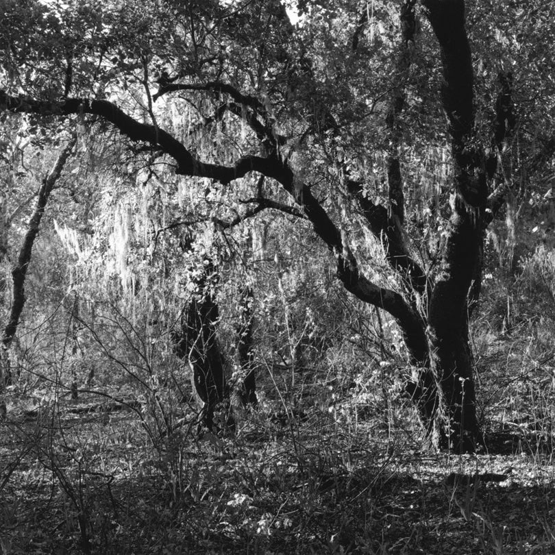 Lichen Catch Light, Jasper Ridge Biological Preserve, Portola Valley, California  2010