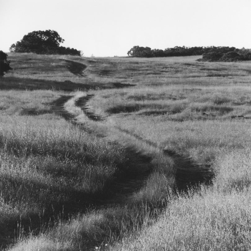 Serpentine Boundary, Jasper Ridge Biological Preserve, Portola Valley, California  2010