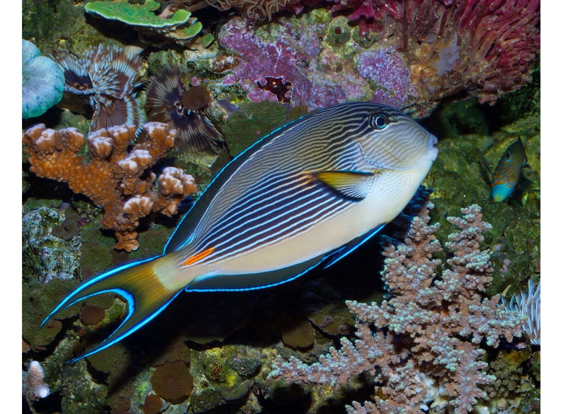 Sohol tang (Acanthurus sohal), Red Sea  2010