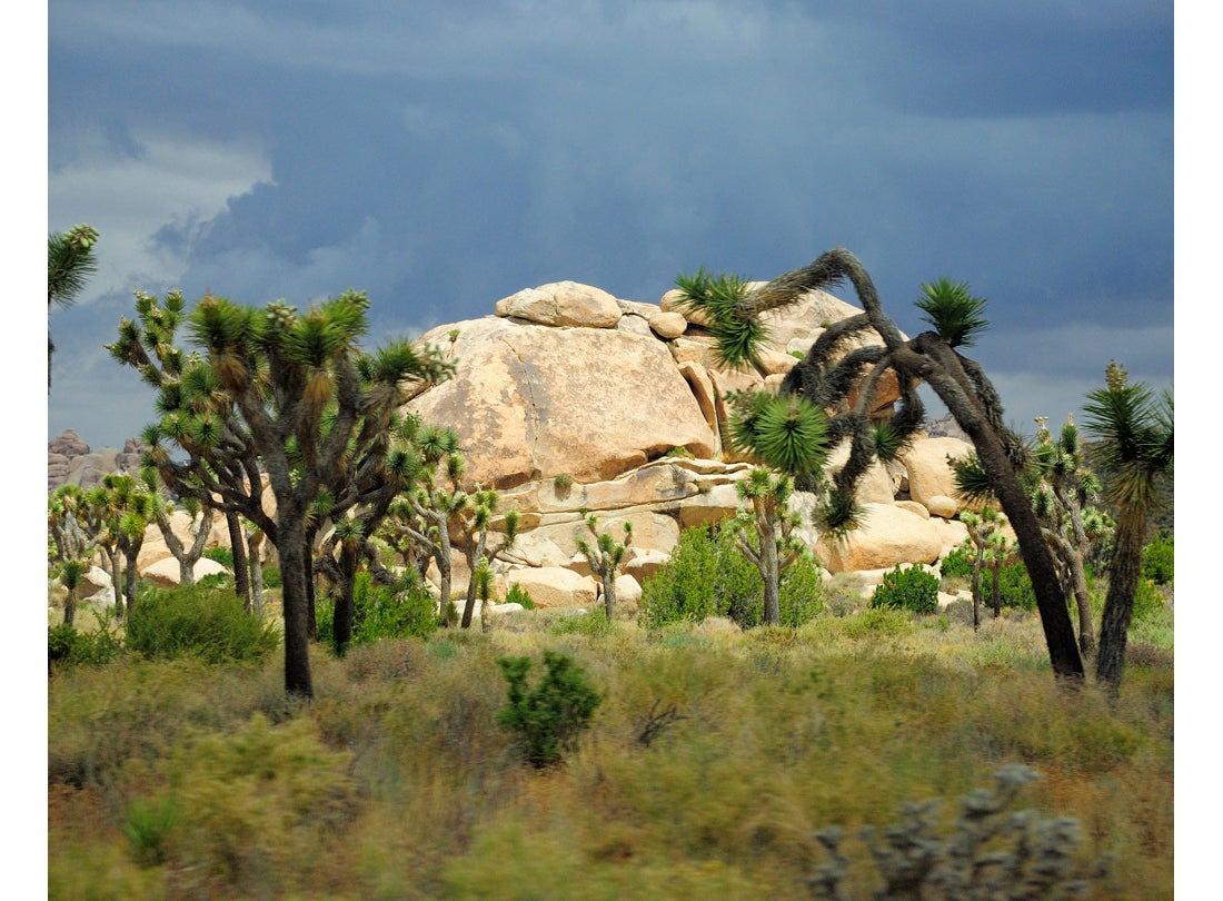 Joshua Trees, Joshua Tree National Park, California  2008