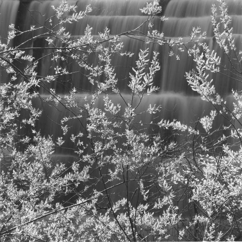 Spring Willows, Jasper Ridge Biological Preserve, Portola Valley, California  2010