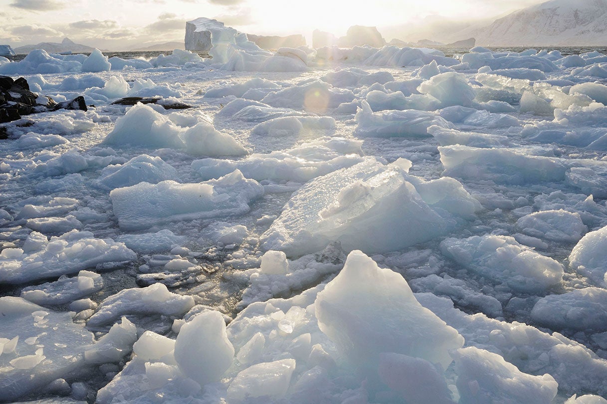 Icebergs cleaved from the Ilulissat Glacier floating outside of harbor of Uummannaq  2009