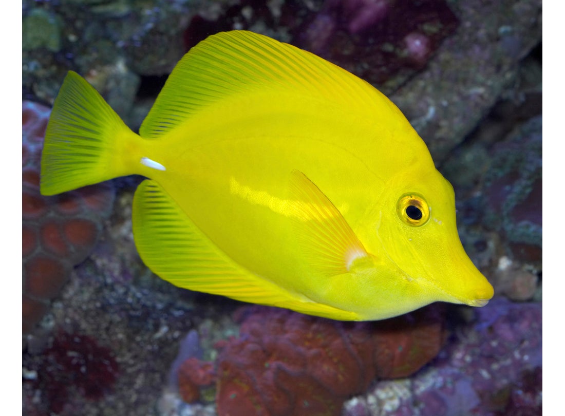 Yellow tang (Zebrasoma flavescens), Hawai’i  2006