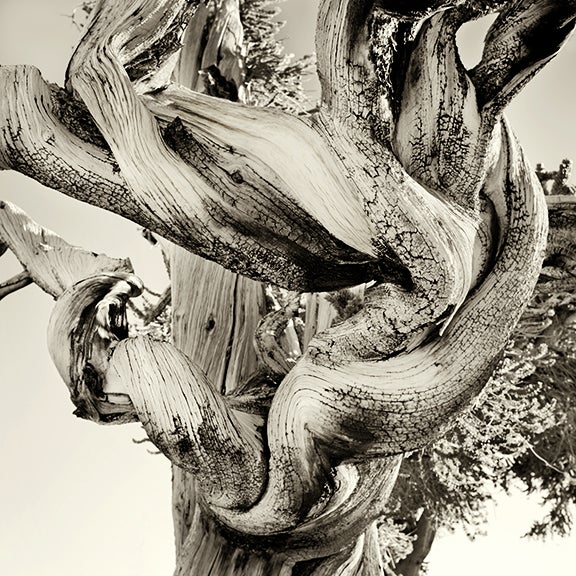 Bristlecone Pine #2, California 2010