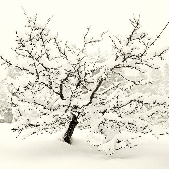 Apple Tree, Nevada 2010