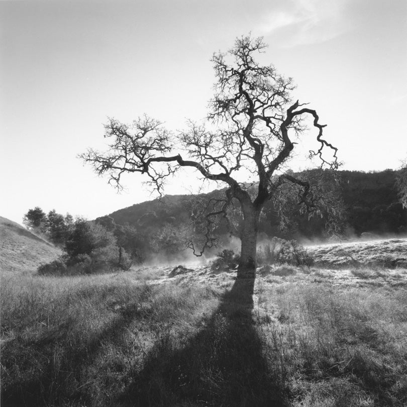 Terrestrial Constellation, Jasper Ridge Biological Preserve, Portola Valley, California  2010