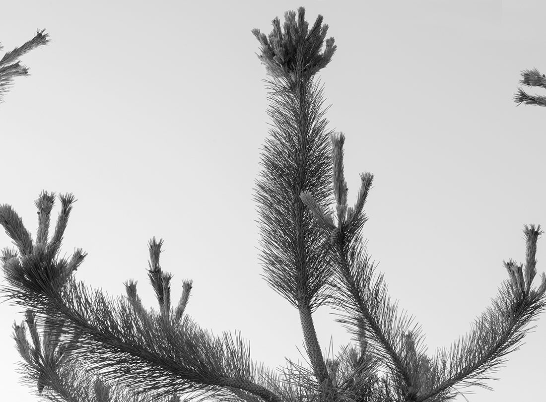 Korean pines grow in center of memorial  2018