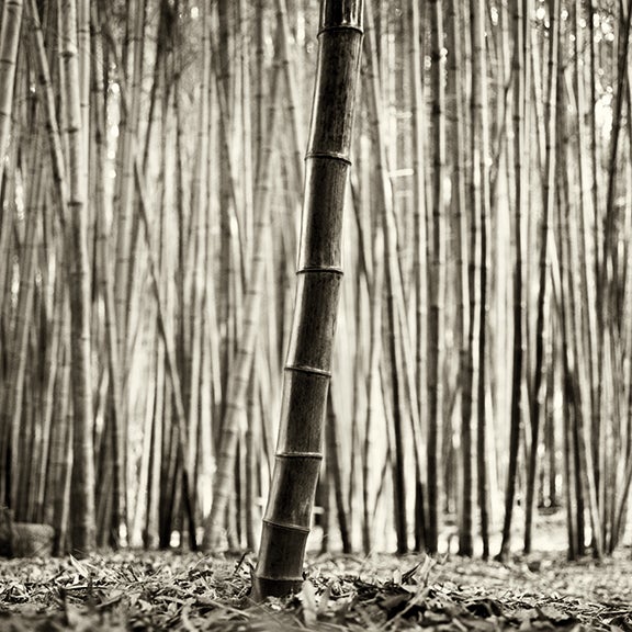 Black Bamboo, California 2004