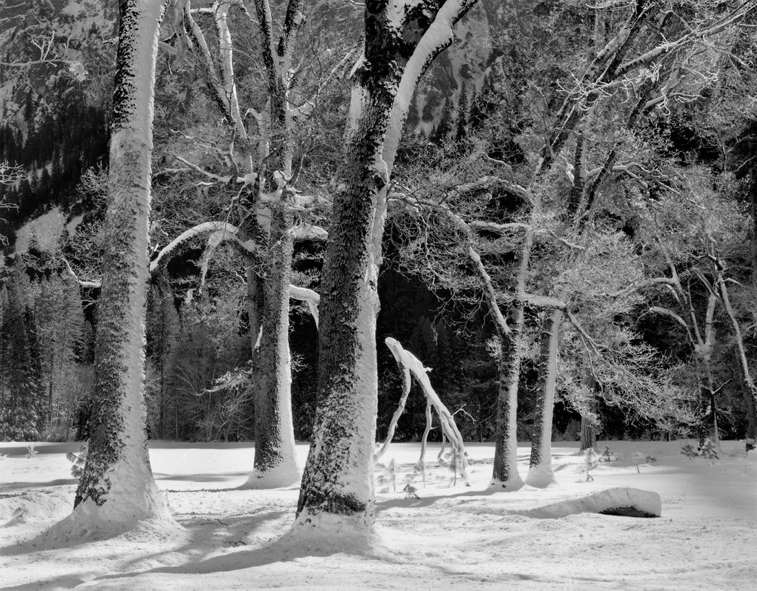 Trees in Snow, Winter Sun, El Capitan Meadow, Yosemite Valley, California  1989