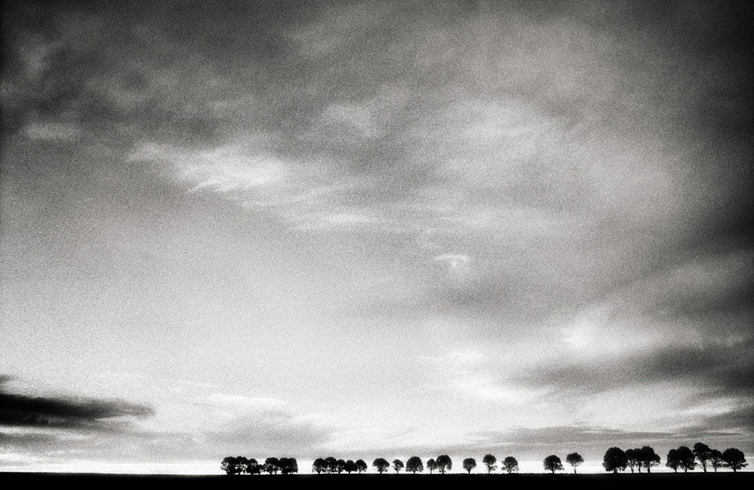 Trees at Sunset, Western Australia  2016