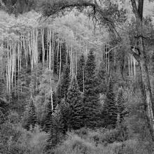 Aspen, Dawn, Castle Creek Canyon, Colorado 1988