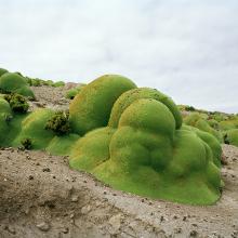 Rachel Sussman: The Oldest Living Things in the World | SFO Museum