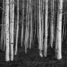 Aspen, Dusk, Conway Summit, California  1978