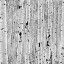 Aspen, Quiet Light, Near Aspen, Colorado  1989