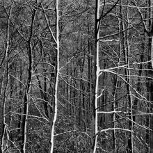 Beech Forest, Blown Snow, Langesø, Denmark  1993