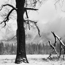 Black Oak, Fallen Branches, Yosemite Valley, California  1984