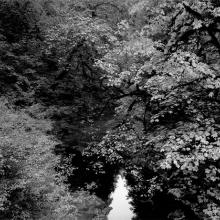 Fall Foliage, Stream, Jedediah Smith Redwoods State Park, California  1987