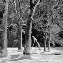 Trees in Snow, Winter Sun, El Capitan Meadow, Yosemite Valley, California  1989